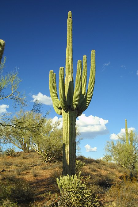 photo "Cactus" tags: nature, landscape, flowers