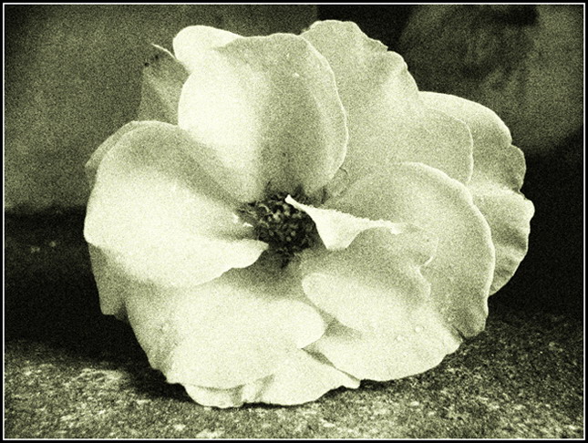 photo "Improvisation on a theme..." tags: nature, flowers