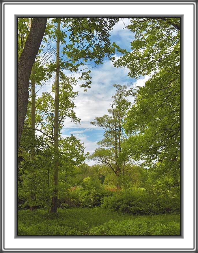 photo "Etude of late spring" tags: landscape, forest, spring