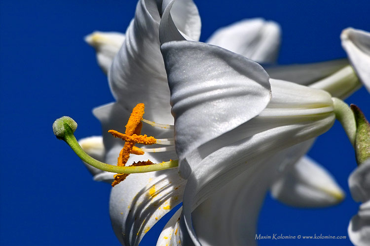 photo "In ultramarine" tags: nature, macro and close-up, flowers