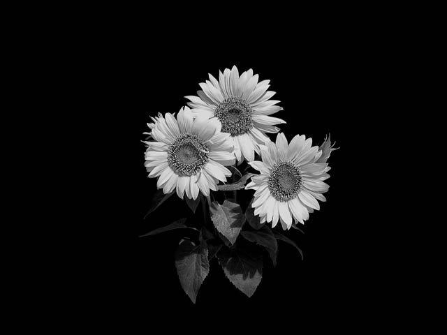 photo "Sunflowers" tags: black&white, nature, flowers