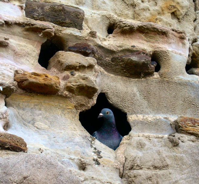 photo "pidgeon in a rock face" tags: landscape, 