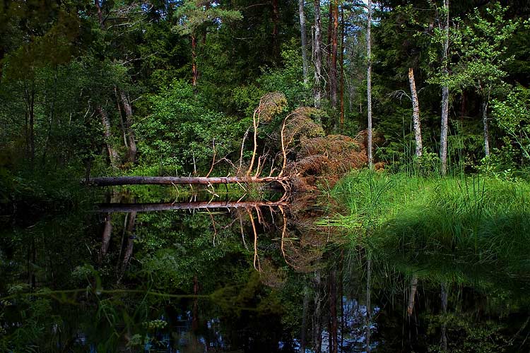 photo "*" tags: landscape, travel, Europe, forest