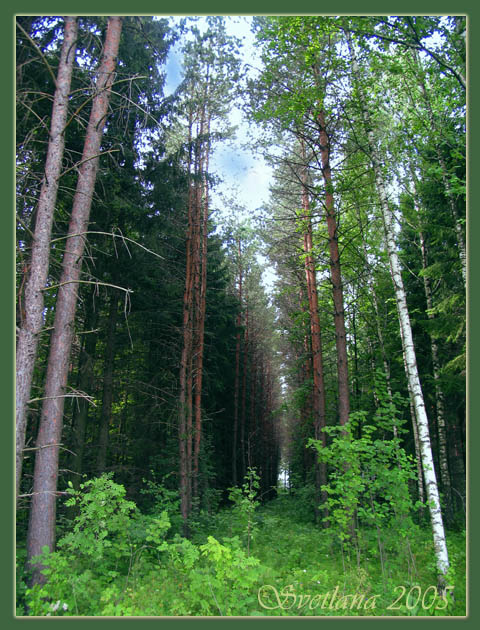 photo "***" tags: landscape, forest