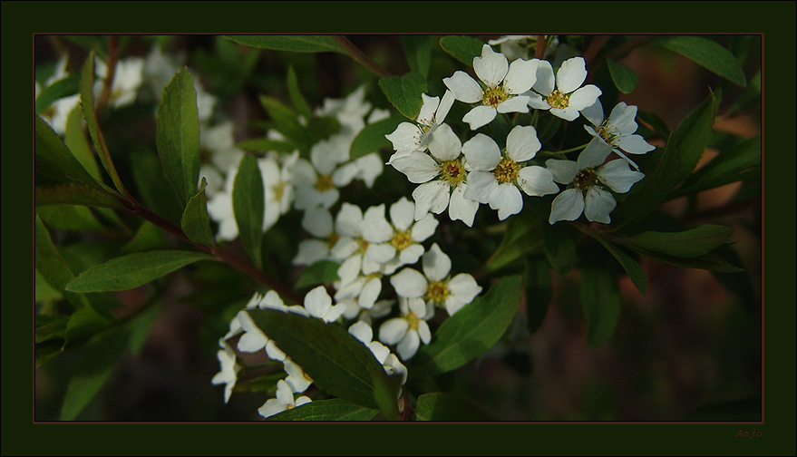 photo "***" tags: nature, landscape, flowers, summer