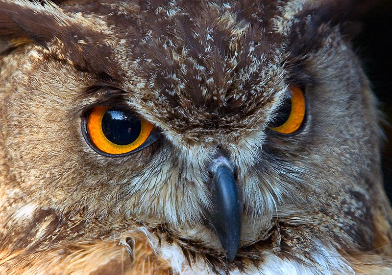 photo "Hummm!" tags: nature, wild animals