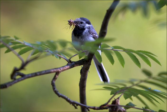 photo "breakfast" tags: nature, genre, wild animals