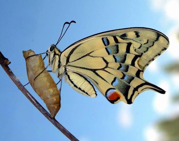 photo "Just emerged (Papilio machaon)" tags: misc., nature, 