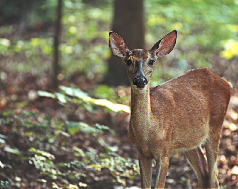 photo "Meeting in a forest" tags: nature, travel, North America, wild animals