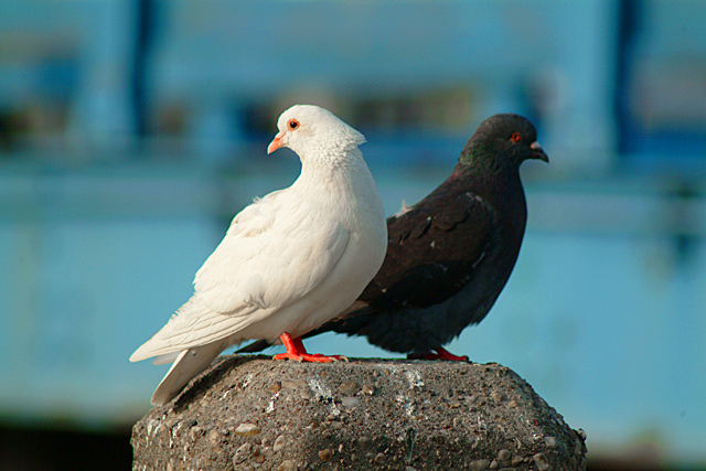 photo "Sheepshead Bay pigeons" tags: nature, travel, North America, wild animals