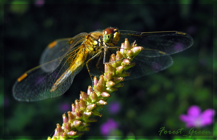 photo "dragonfly" tags: macro and close-up, nature, insect