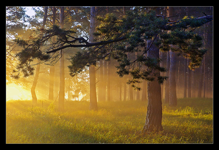 photo "The Creation of the Day. Act # 4" tags: landscape, forest, sunset