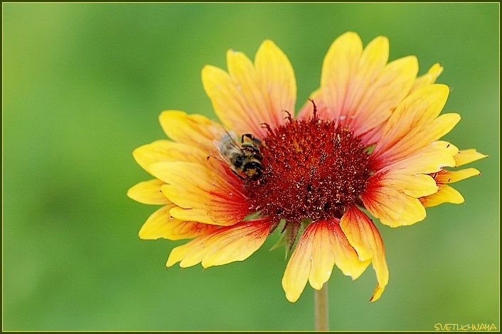 photo "Orange mood - 2" tags: nature, flowers