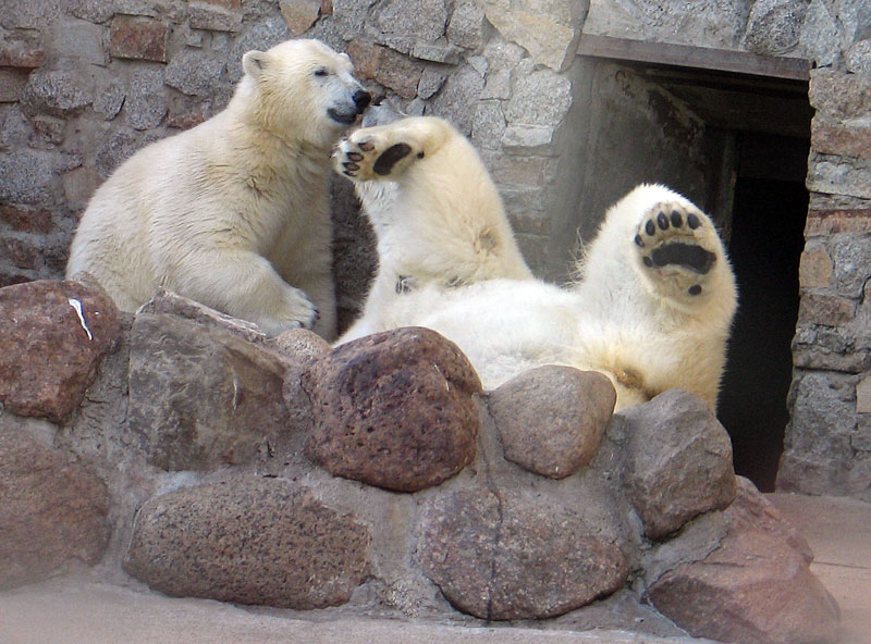 photo "Polar bears in the St. Petersburg zoo" tags: nature, wild animals