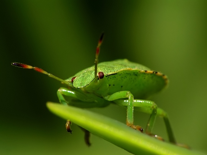 photo "UFO" tags: macro and close-up, 