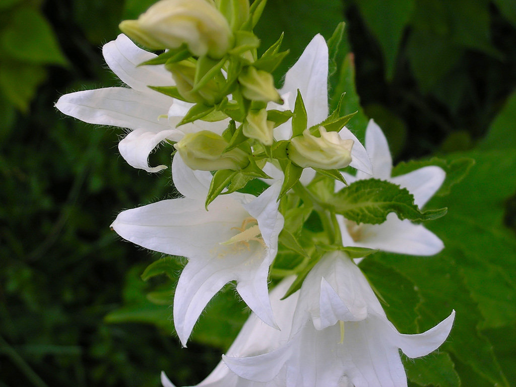 photo "***" tags: nature, flowers