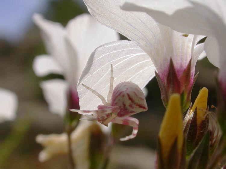 photo "Mimic Pink" tags: nature, insect