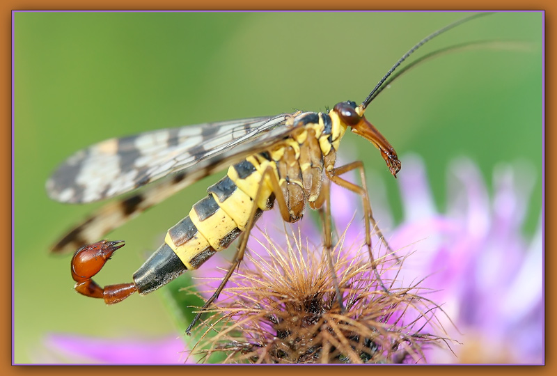 photo "Skorpionitsa" tags: nature, macro and close-up, insect