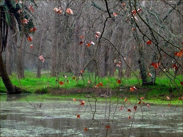 photo "beyond the thin curtain..." tags: landscape, forest, water