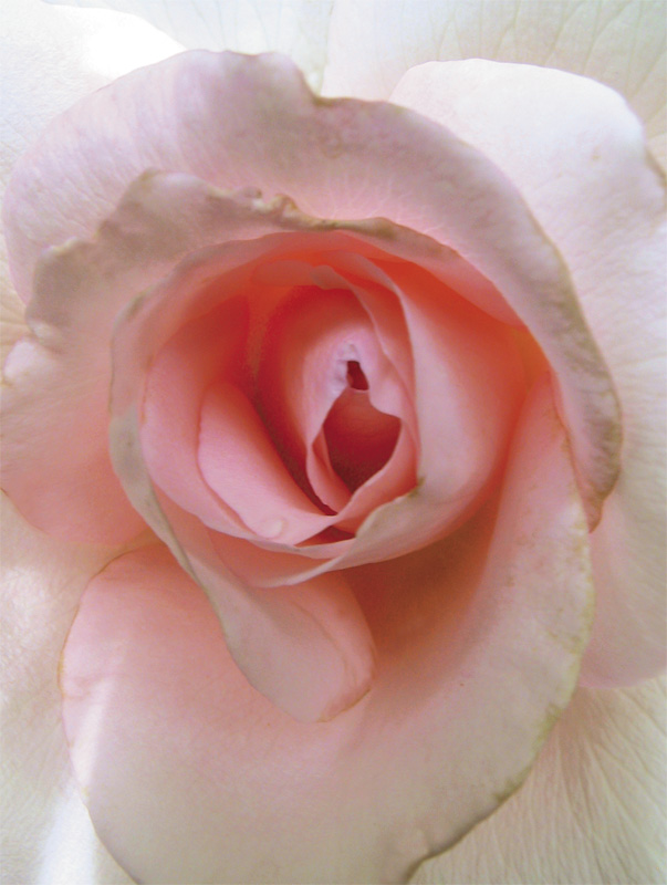 photo "Love in Rose" tags: nature, flowers