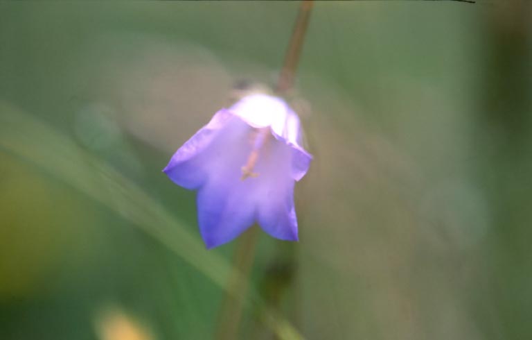photo "Bluebell" tags: misc., 