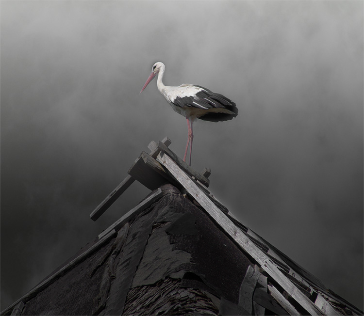 photo "Stork on a roof" tags: nature, wild animals