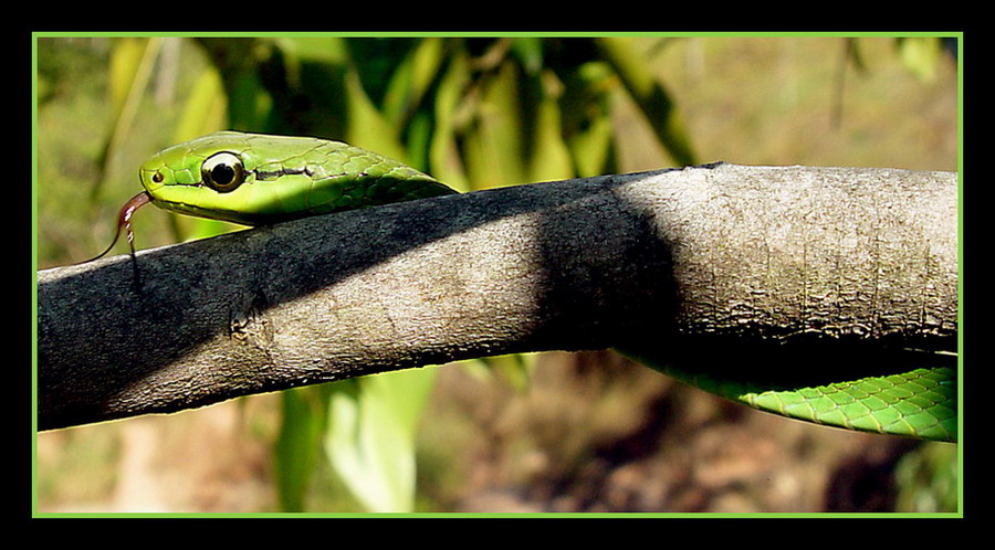 photo "Philodryas olfersii" tags: travel, nature, South America, wild animals