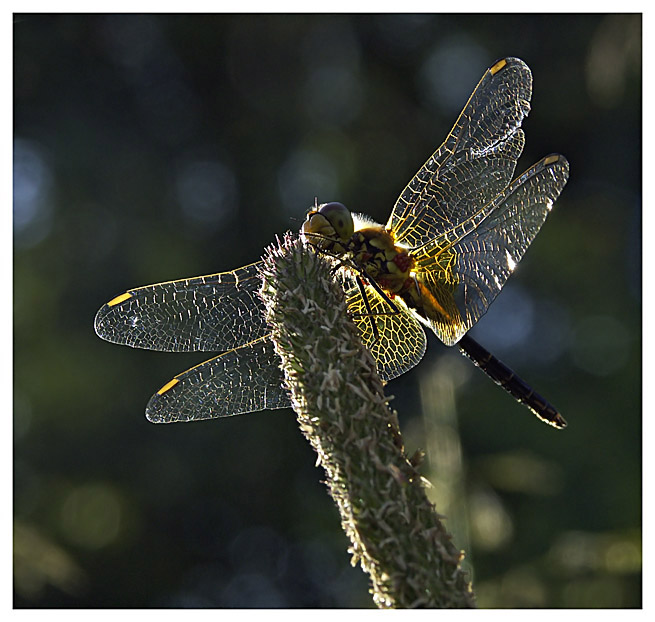 photo "The child of the sun" tags: nature, insect