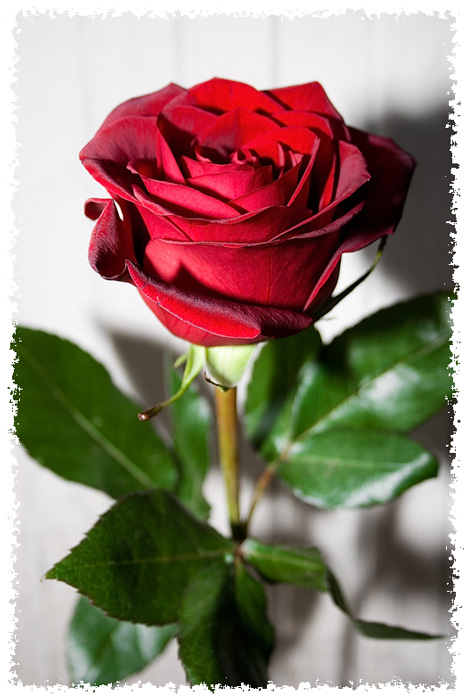 photo "Dlya Lyubimoy" tags: nature, still life, flowers