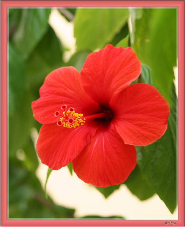 photo "Little Vermilion Flower 2 (Work above mistakes) :-" tags: nature, macro and close-up, flowers