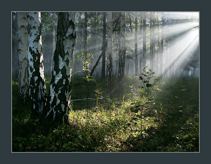 фото "Солнечный свет" метки: пейзаж, лес, лето