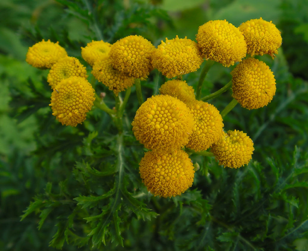 photo "Tansy" tags: nature, flowers