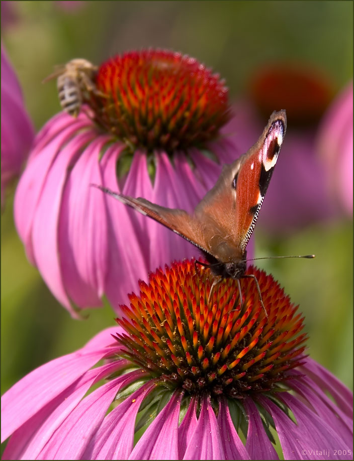 photo "Nectar for the first coffeetable" tags: nature, macro and close-up, insect