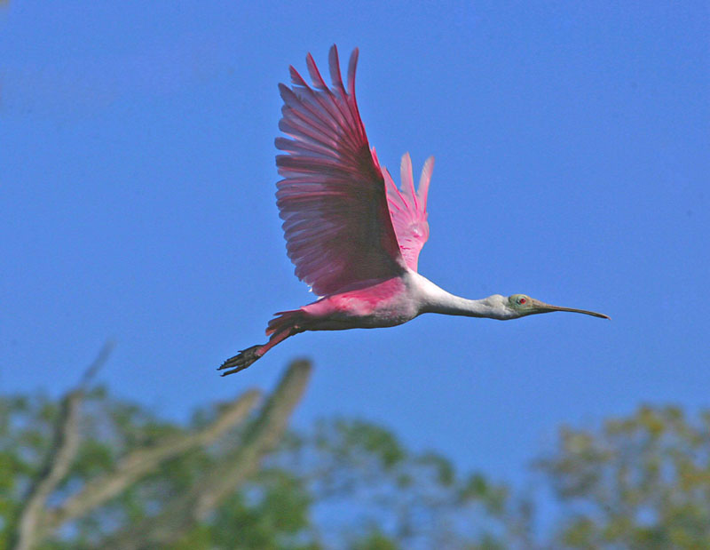 photo "ROSEATE SPOONBILL IN FIGHT" tags: nature, wild animals