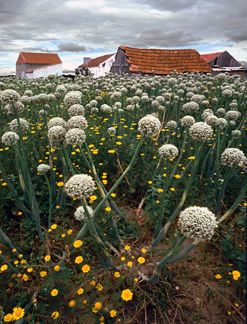 photo "Onion flowers" tags: nature, flowers