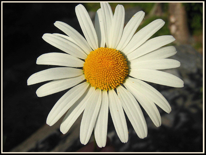photo "Daisy" tags: macro and close-up, 