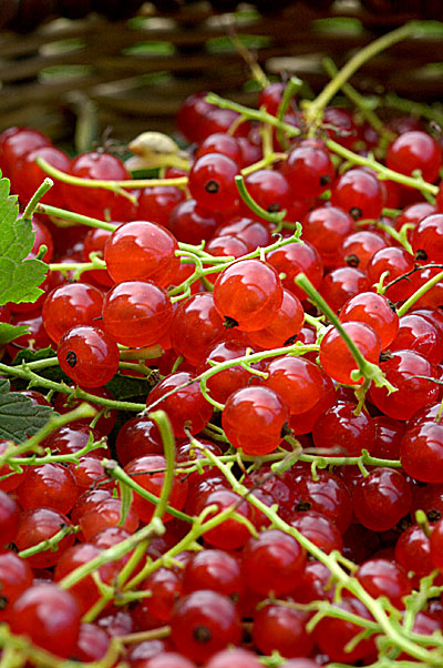 photo "Red currant" tags: nature, 