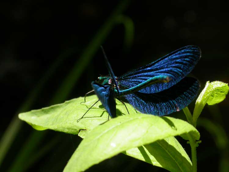 photo "Blue Dragonfly" tags: nature, insect