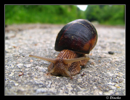 photo "Snail" tags: nature, insect, wild animals
