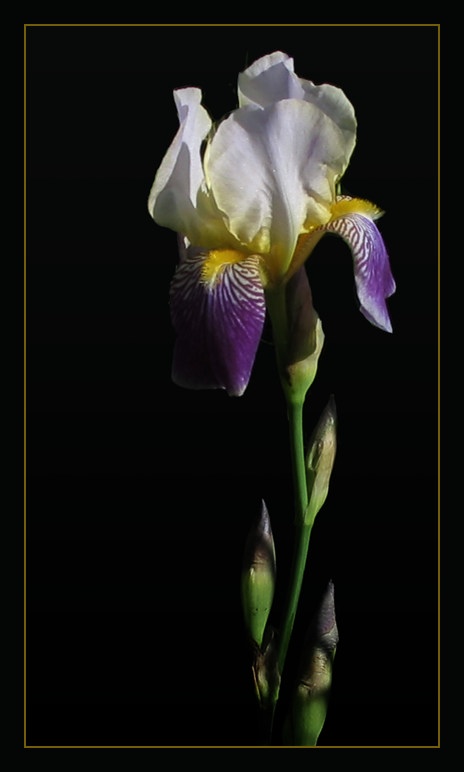 photo "Simply iris..." tags: nature, macro and close-up, flowers