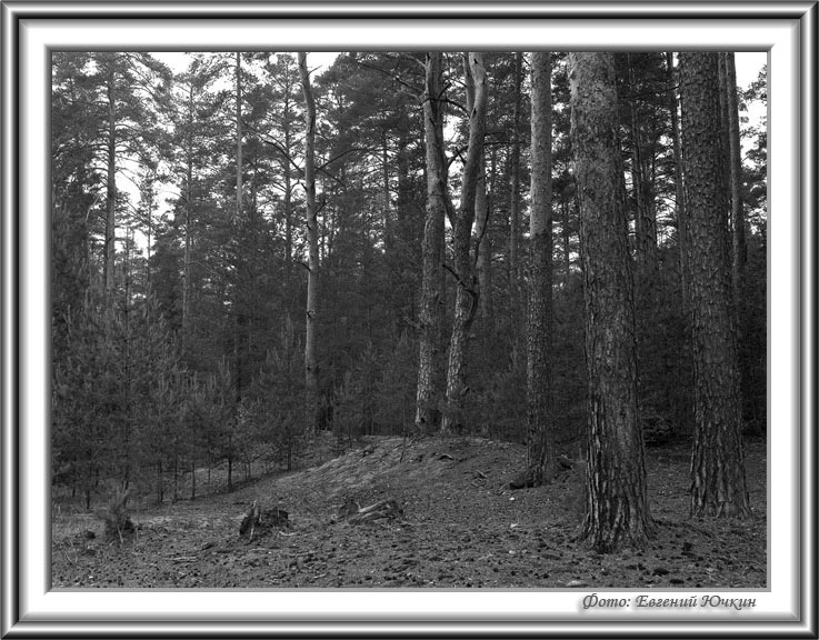 photo "Wood" tags: landscape, black&white, forest