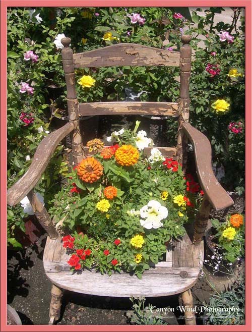 photo "" Granpas Old Chair"." tags: travel, nature, North America, flowers