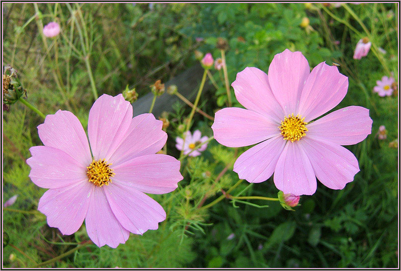 photo "Untitled photo" tags: nature, macro and close-up, flowers