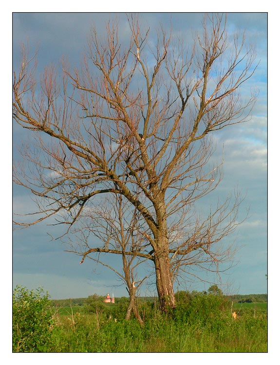 photo "Tree" tags: landscape, nature, summer