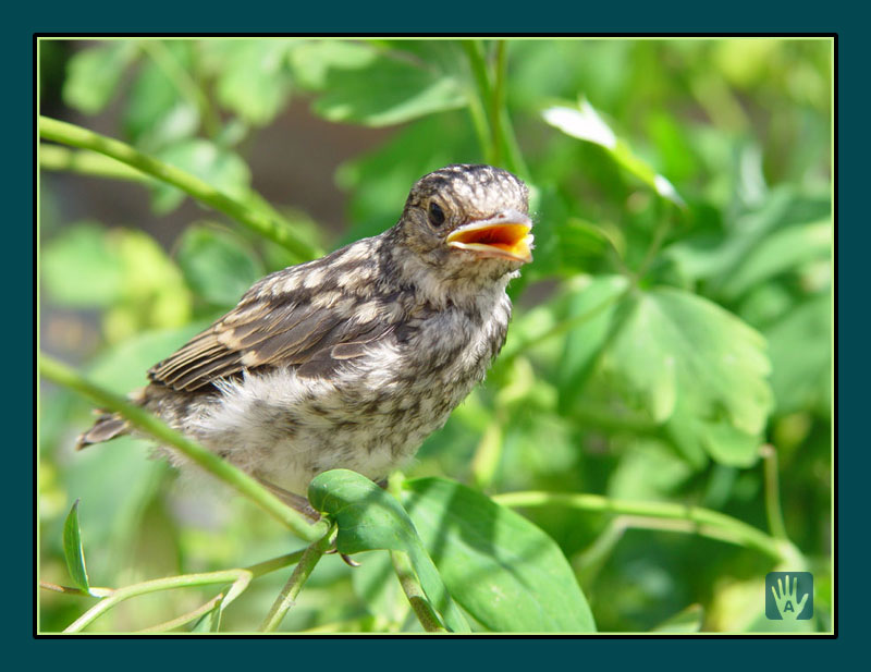 photo "Yellow-beaked" tags: nature, wild animals