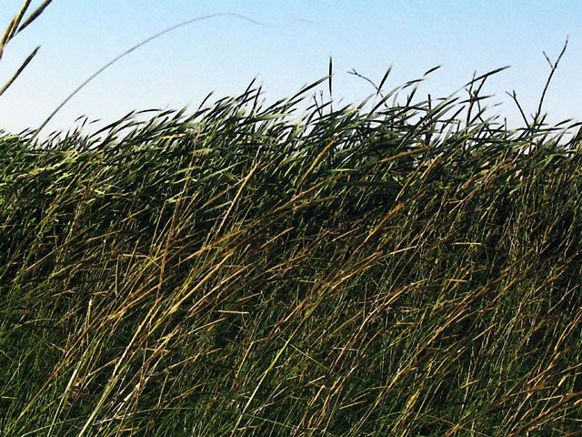 photo "Grasses" tags: nature, flowers