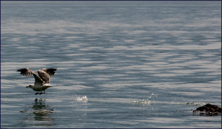 photo "Flying up" tags: nature, travel, Europe, wild animals