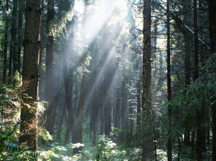 photo "Beams" tags: landscape, forest, summer