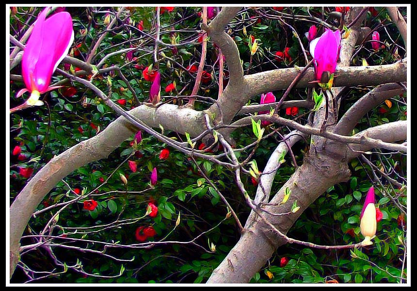 photo "Poisonous Forest" tags: travel, nature, Europe, flowers