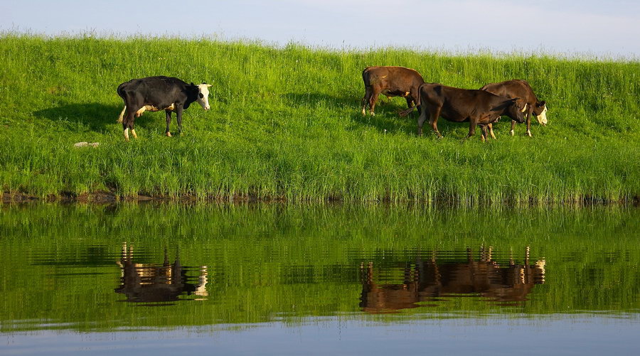 photo "Aspiration to gold section:)" tags: nature, genre, wild animals